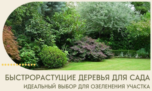 Быстрорастущие деревья для сада идеальный выбор в Черняховске