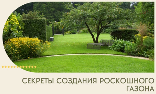 Секреты создания роскошного газона в Черняховске